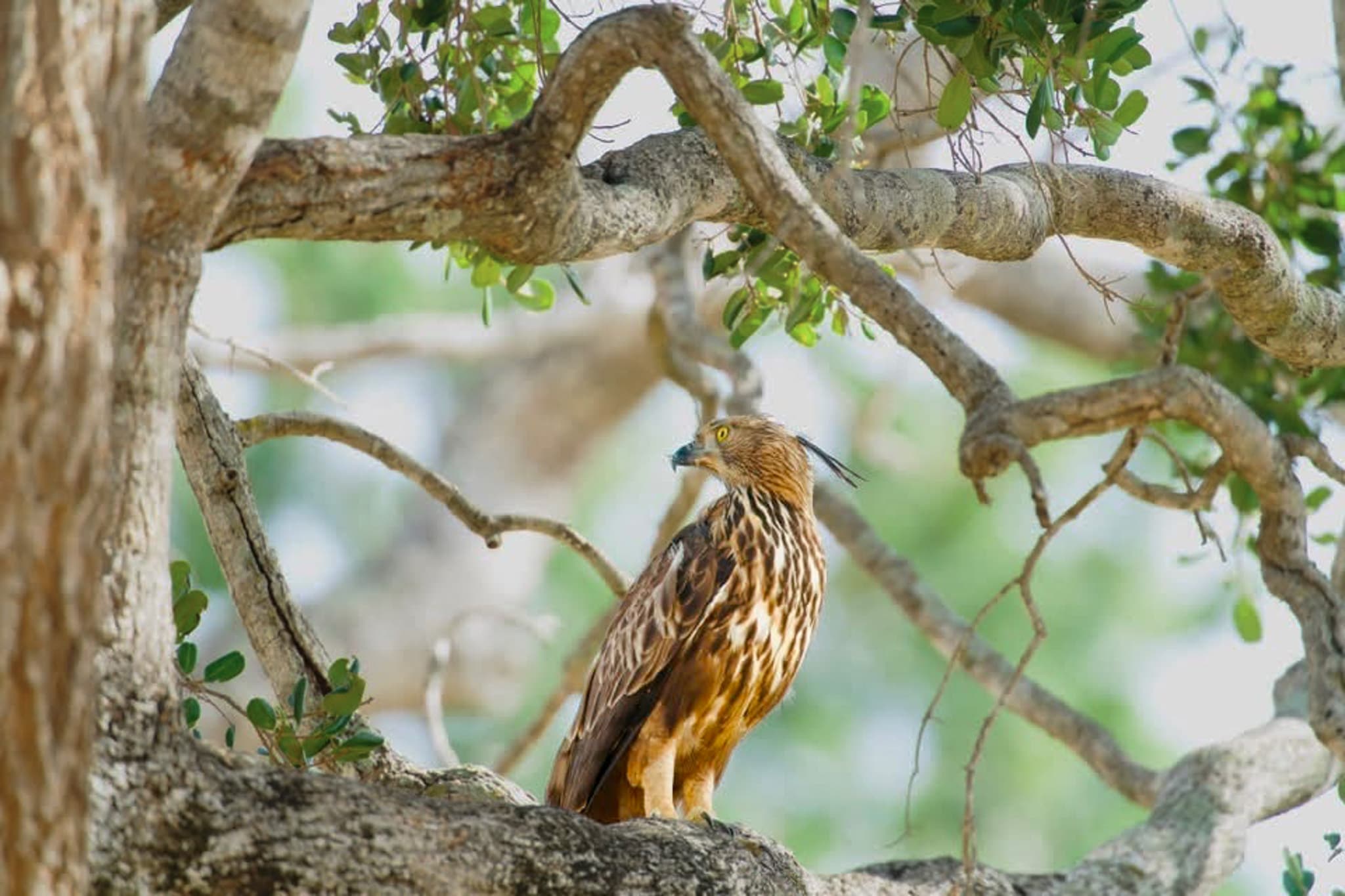 Brown fish owl perched on a tree branch