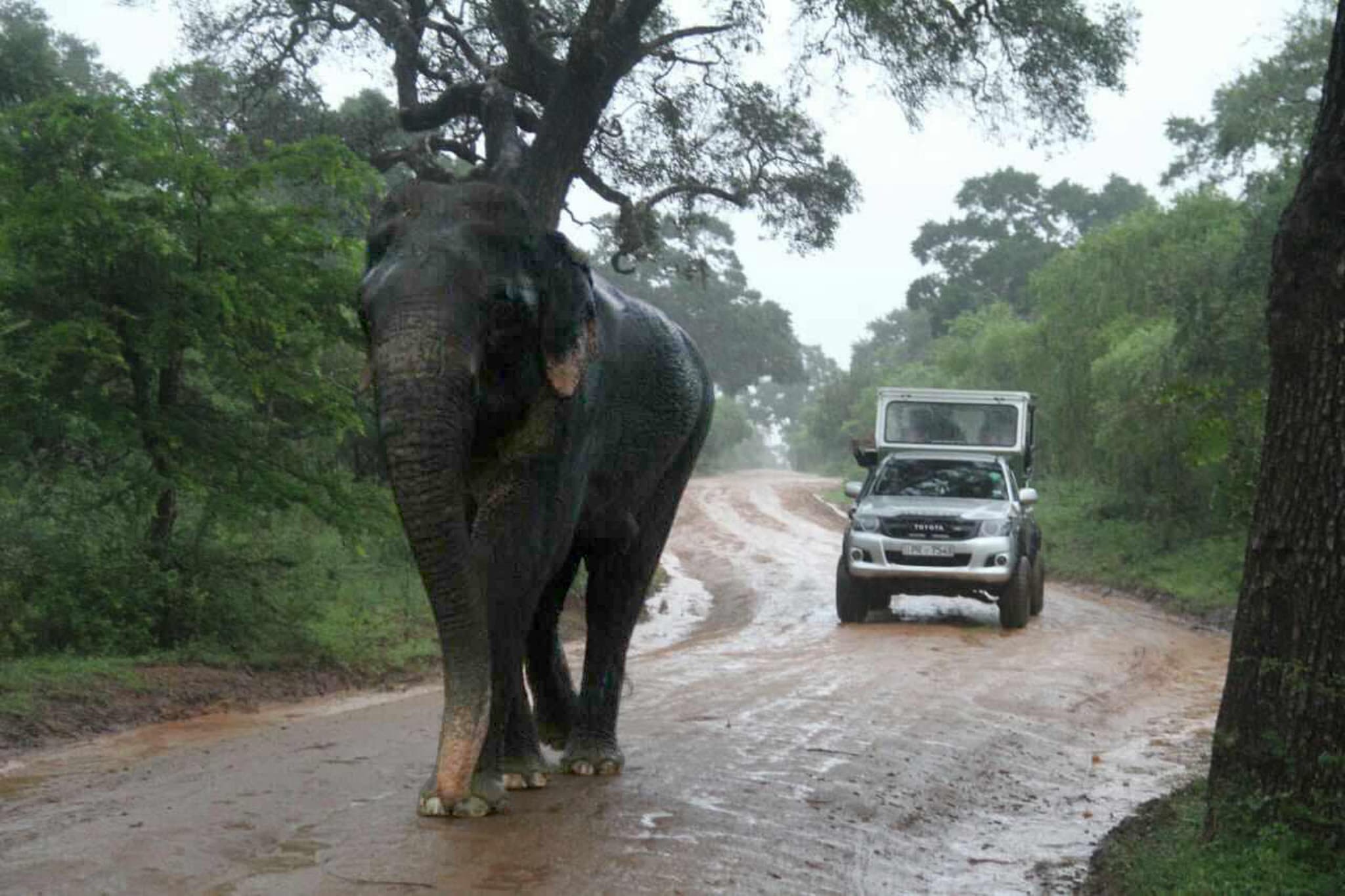 Elephant walking along a forest track in Sri Lanka