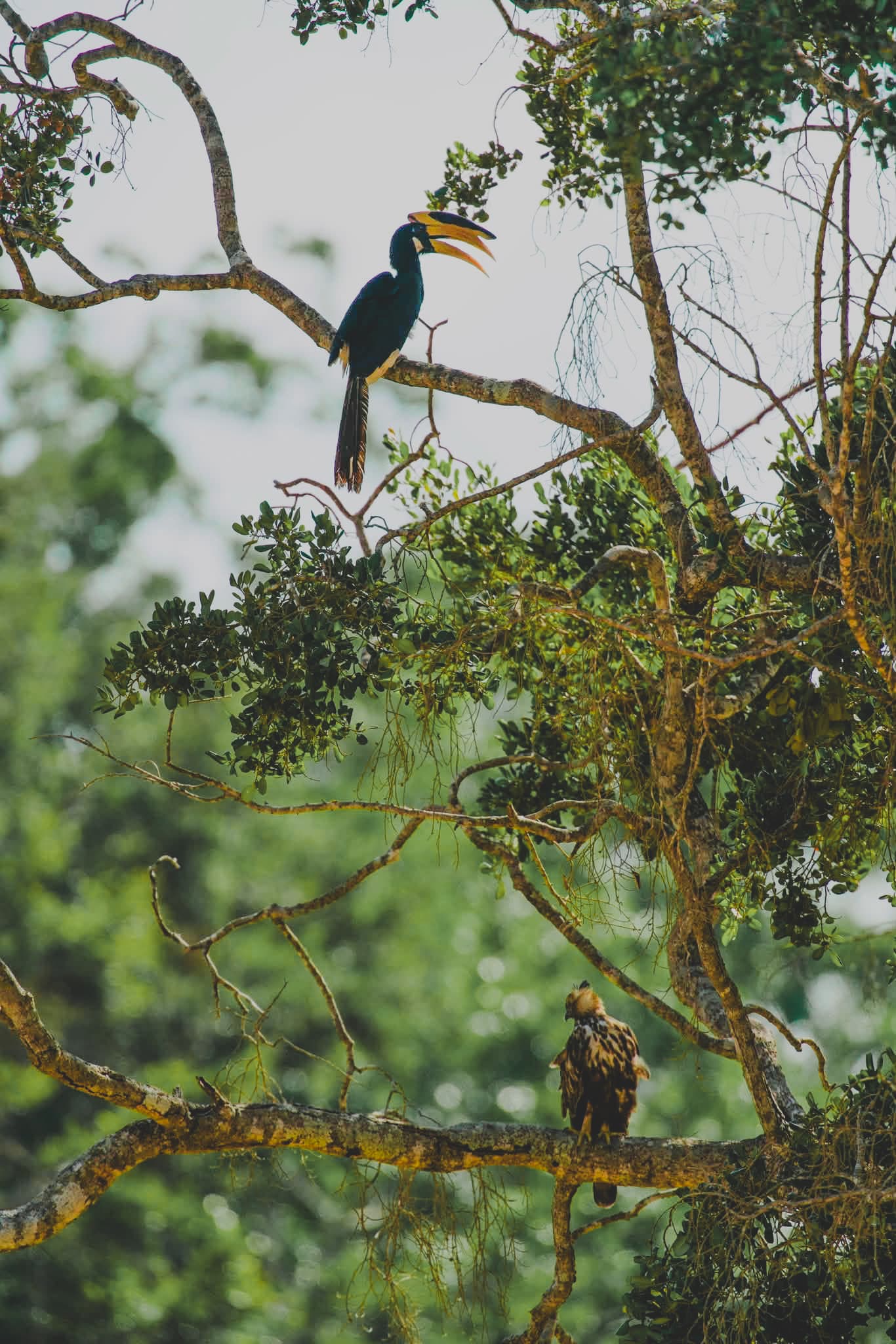 Hornbills perched in a leafy tree