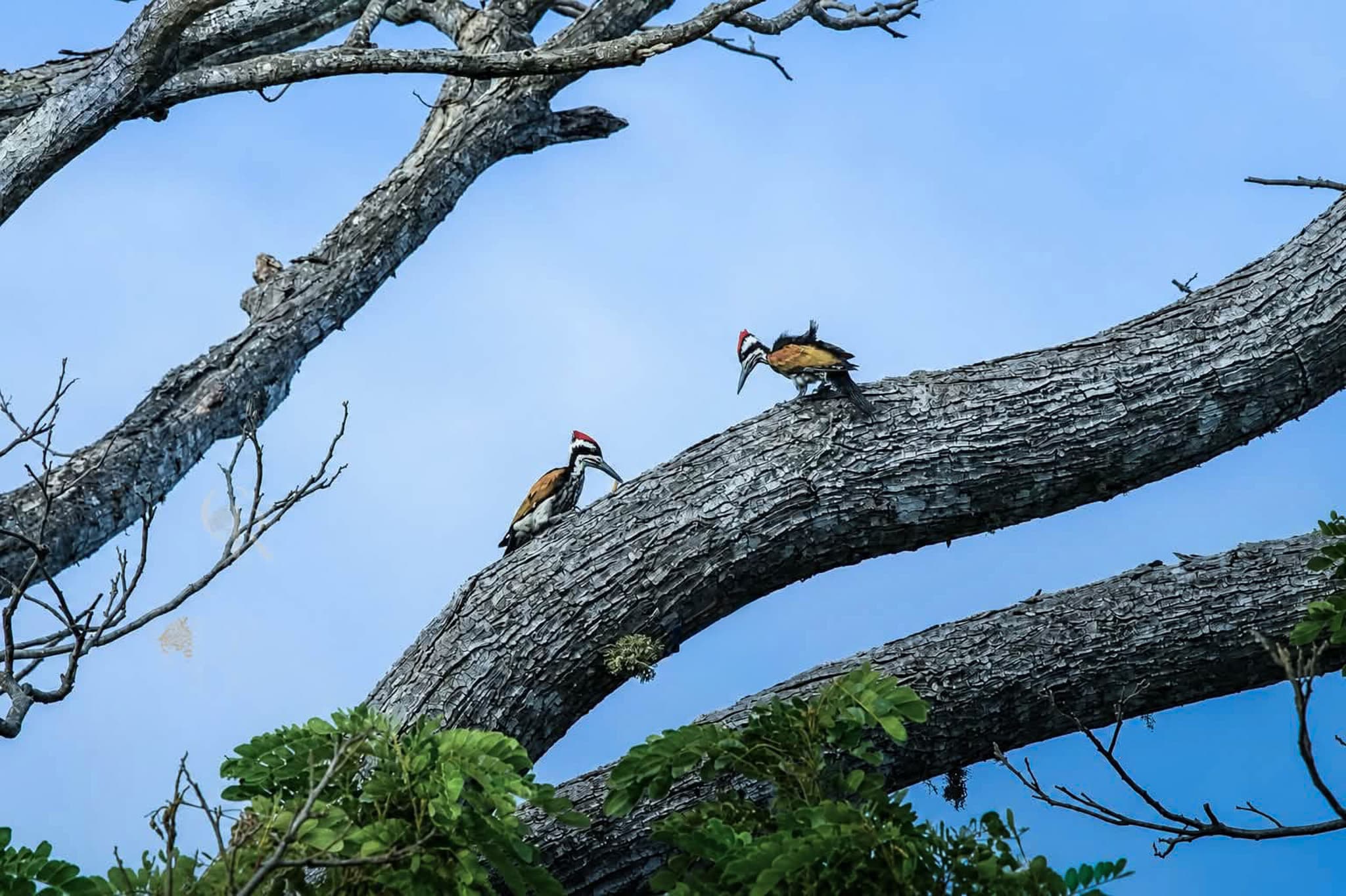 Hornbills perched along a large branch