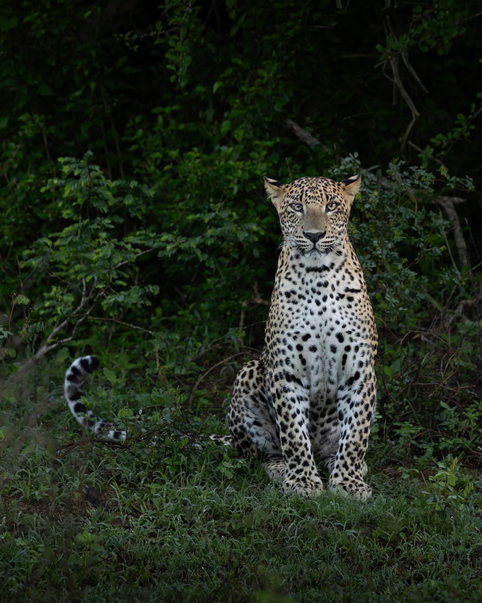 Leopard sitting at the edge of dense forest