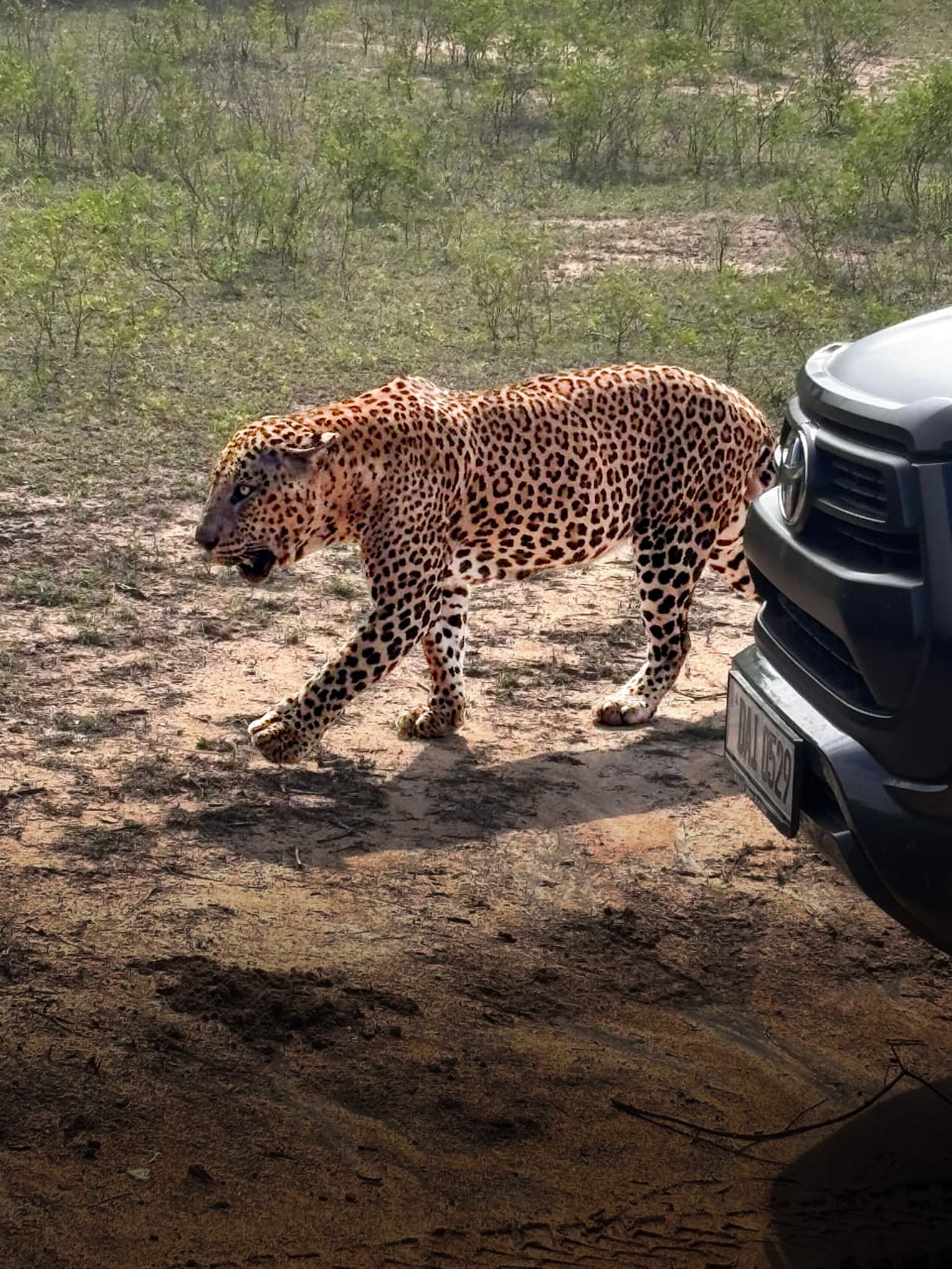 Leopard walking close to a safari vehicle