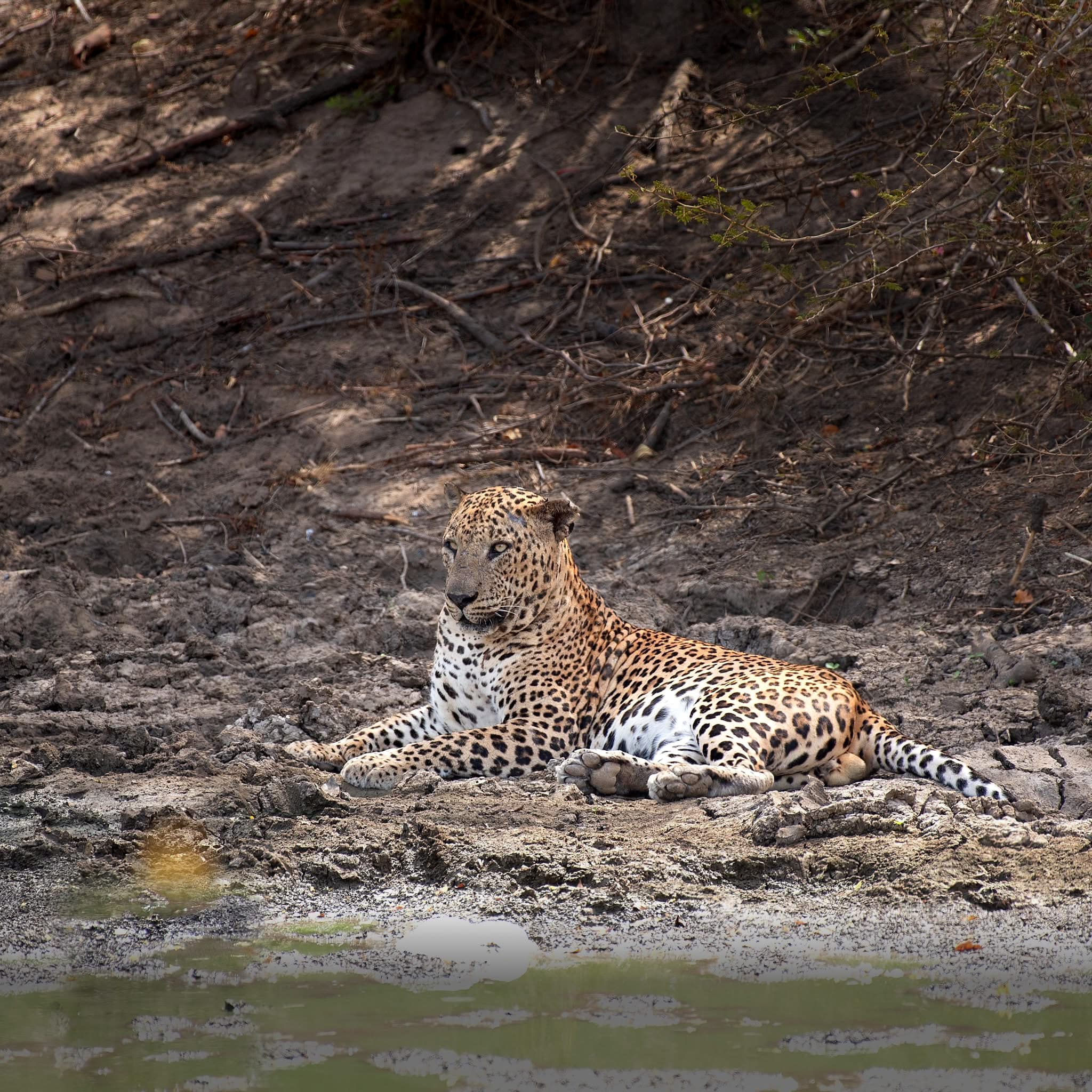 Leopard resting beside a waterhole
