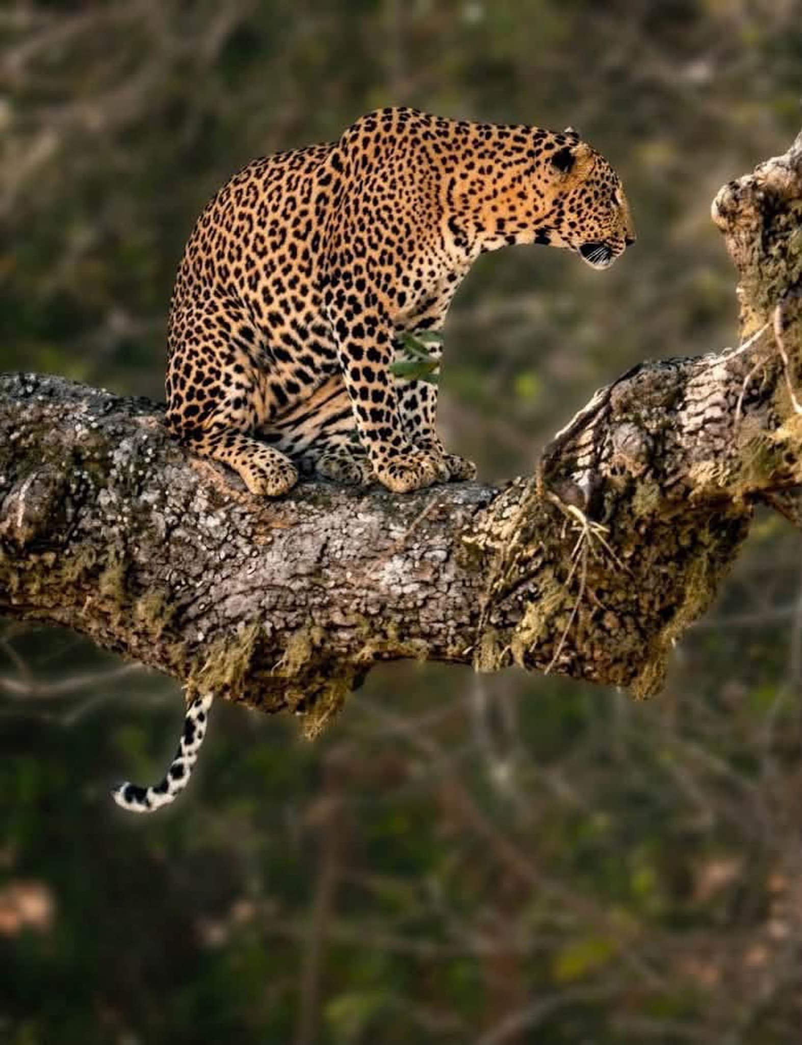 Leopard climbing along a tree trunk