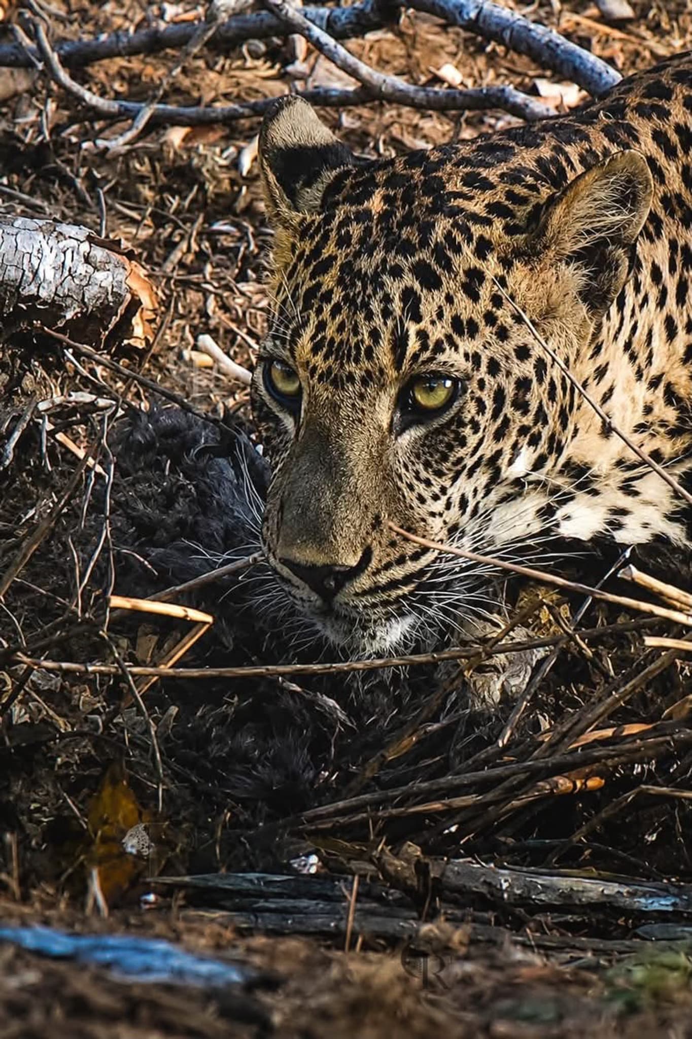 Close view of a leopard beneath tangled branches