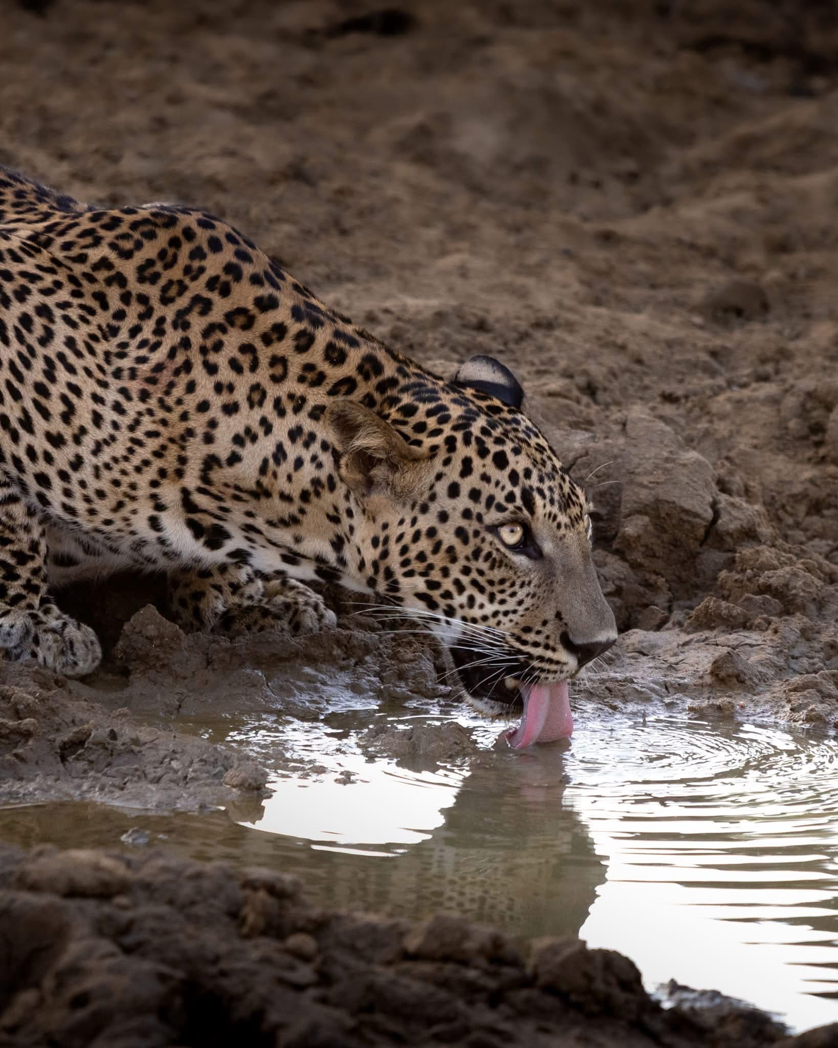 Leopard drinking at a waterhole