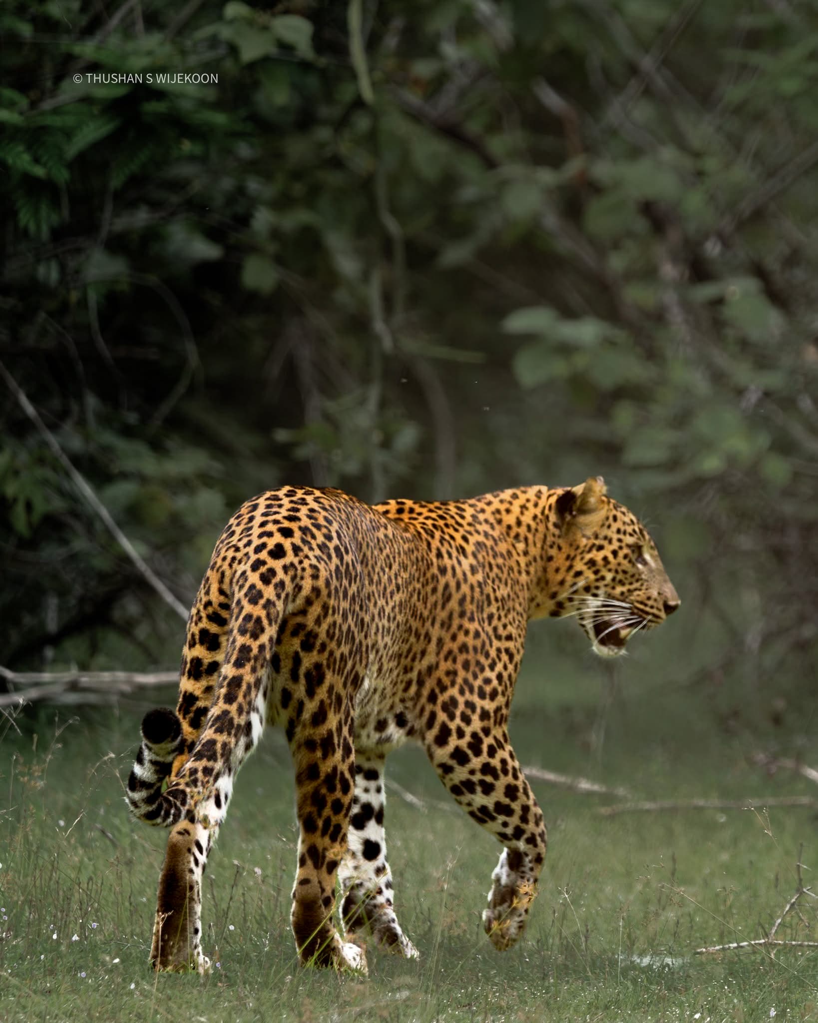 Leopard walking through green forest