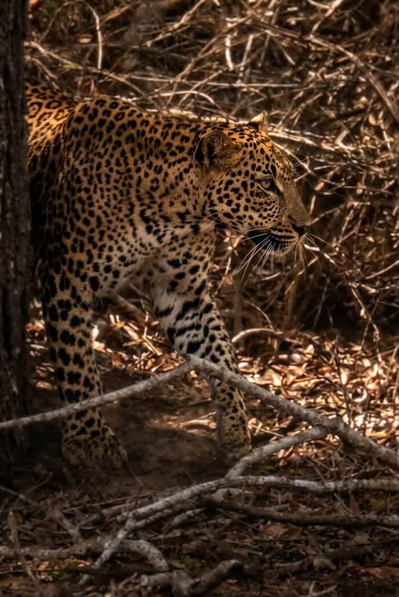 Leopard partly concealed by dry brush