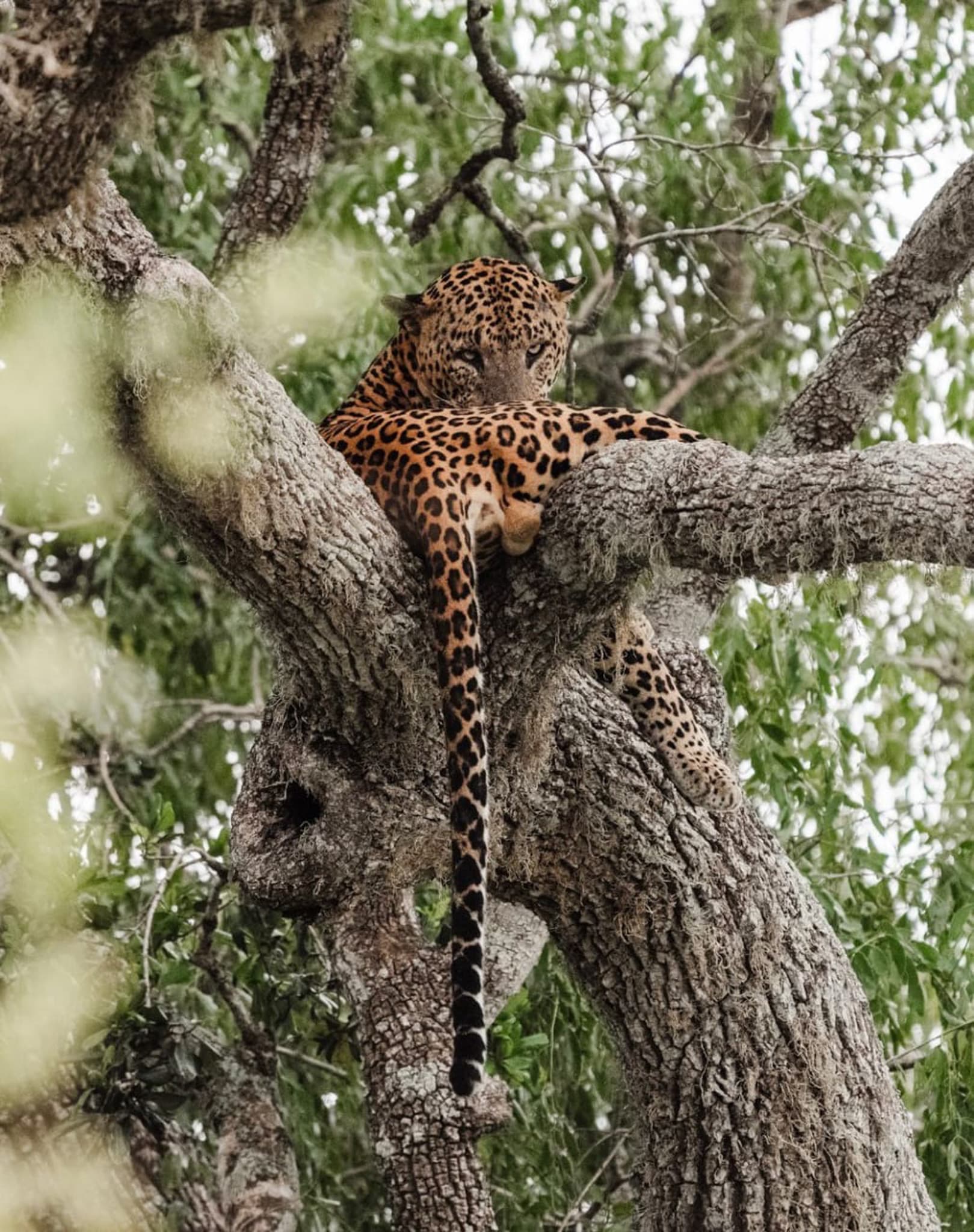 Leopard resting in the fork of a tree