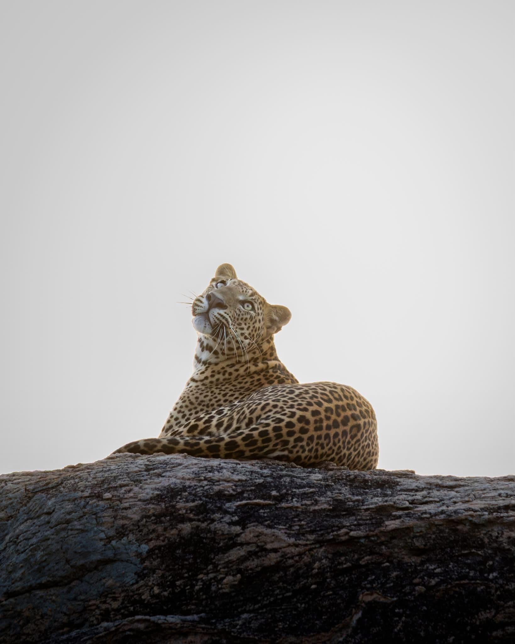 Leopard resting on a high rock