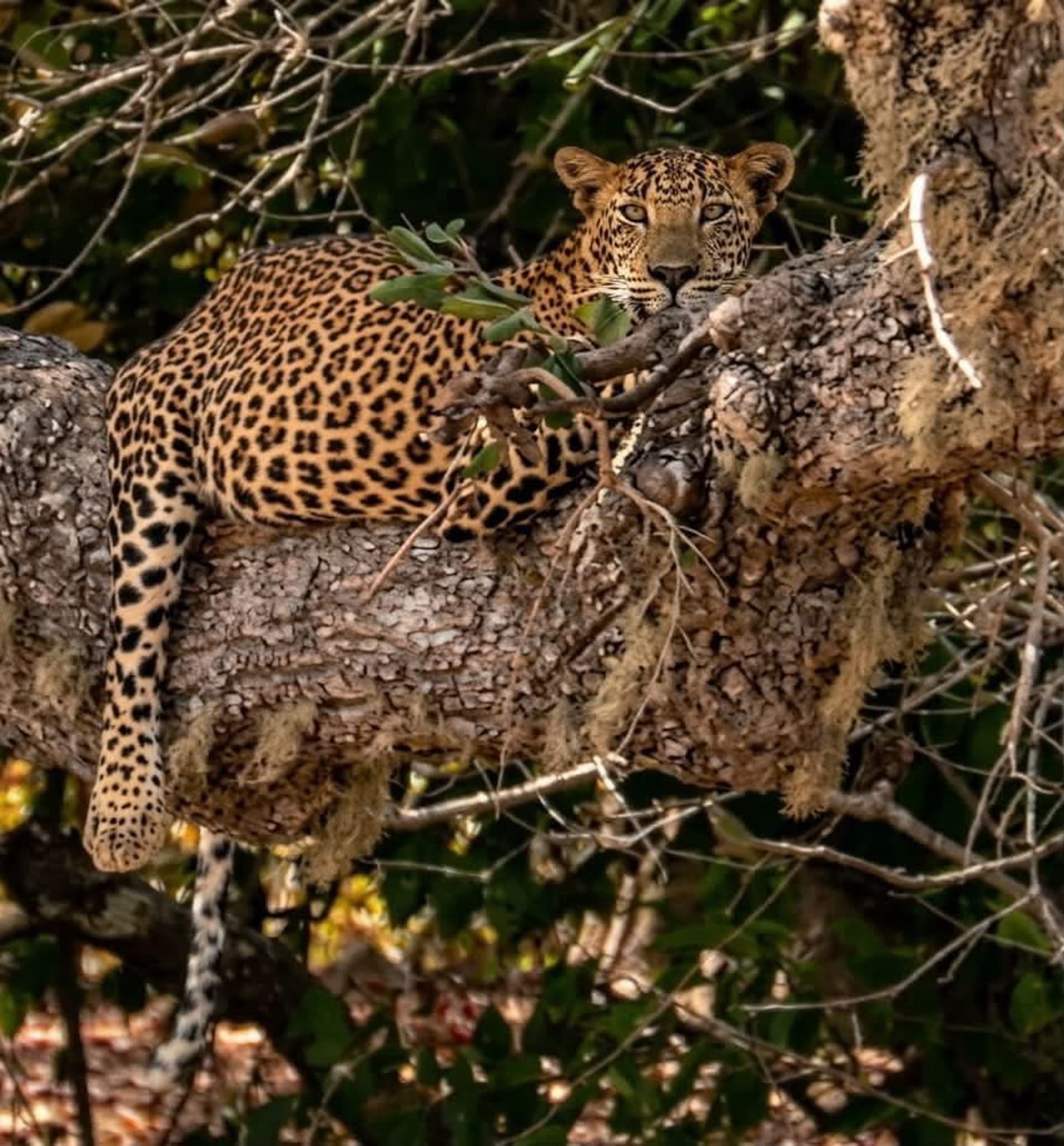 Leopard balanced on a tree trunk