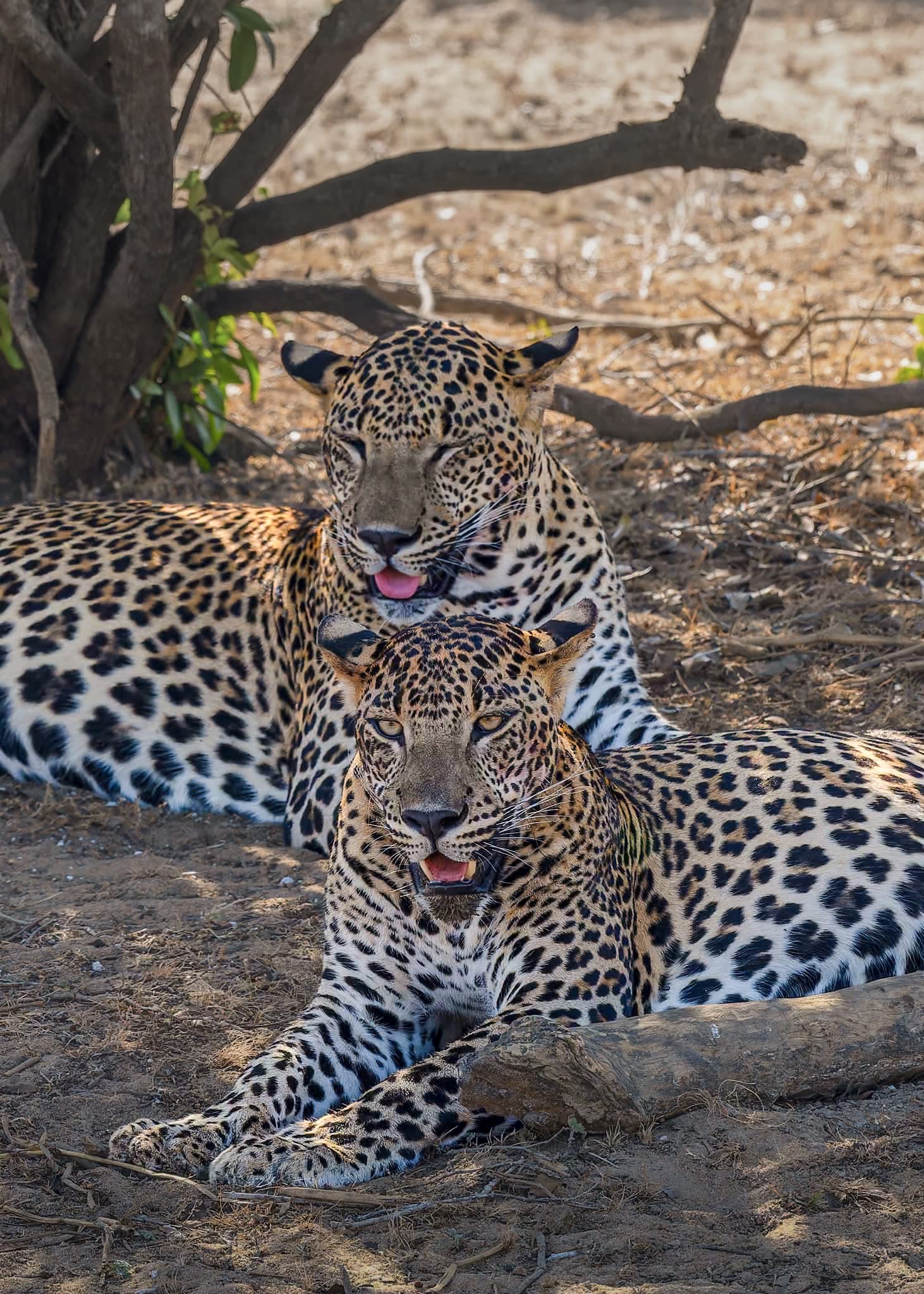 Two leopards resting together