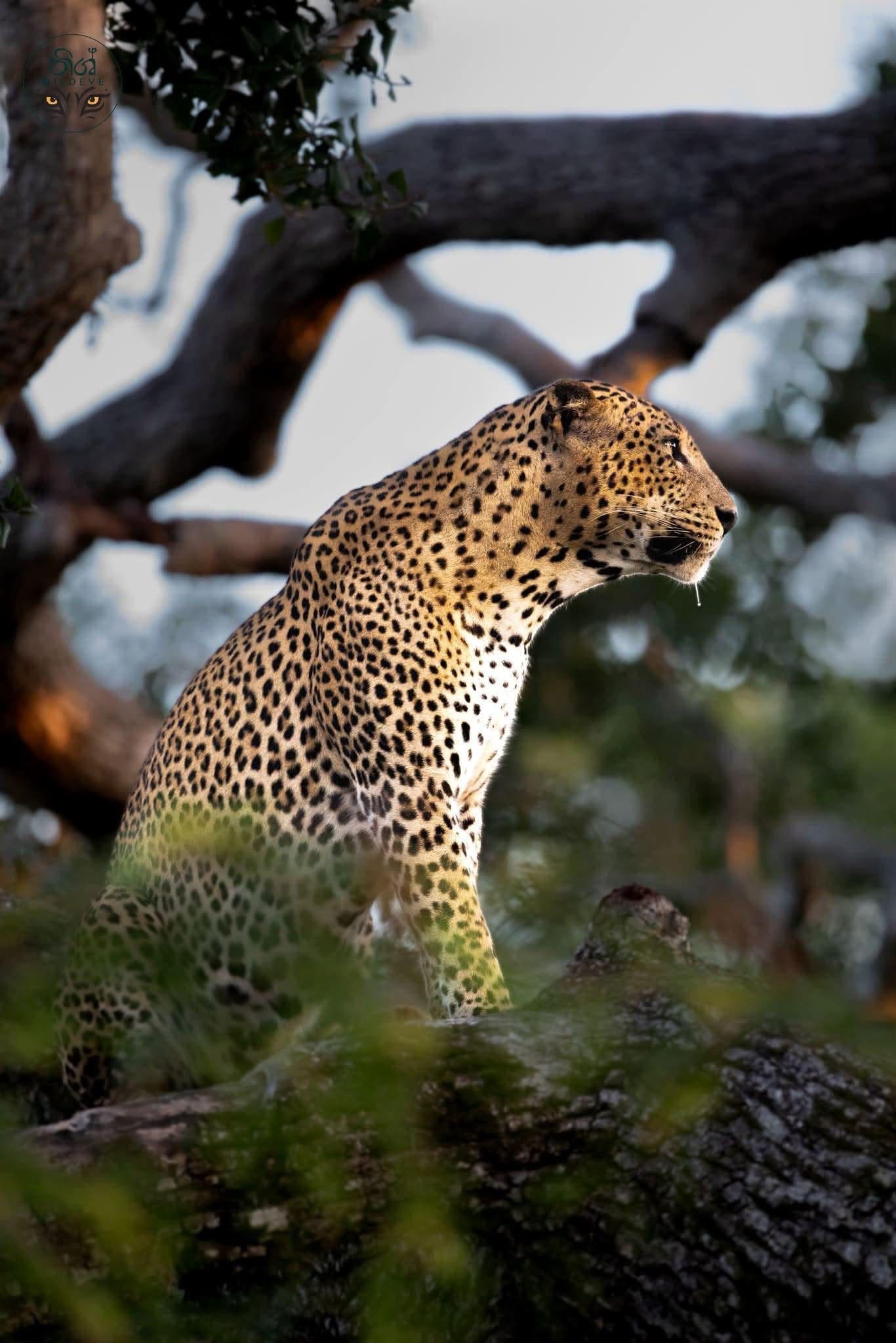 Leopard in profile on a tree