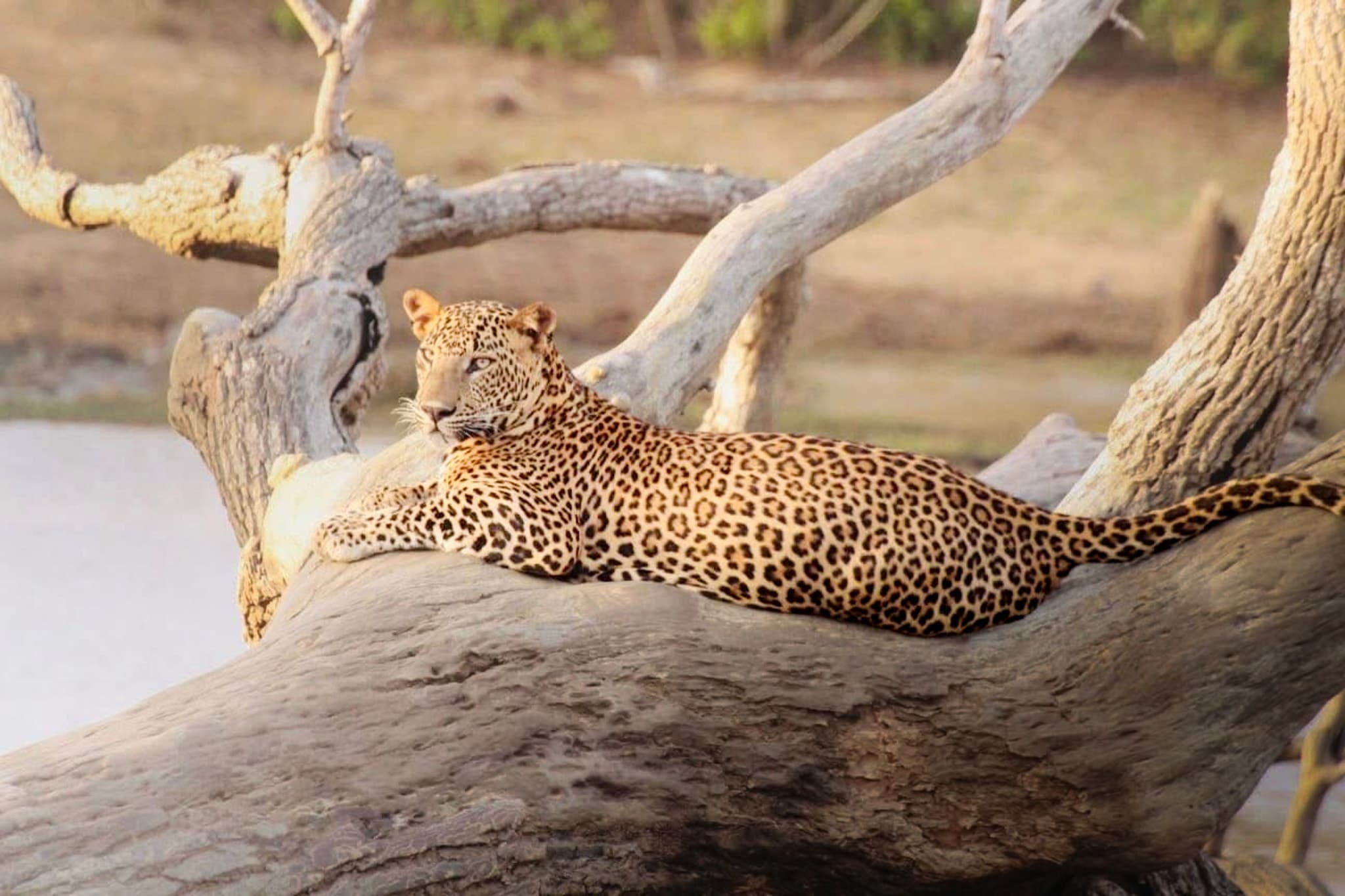 Leopard resting on a branch in Sri Lankan forest