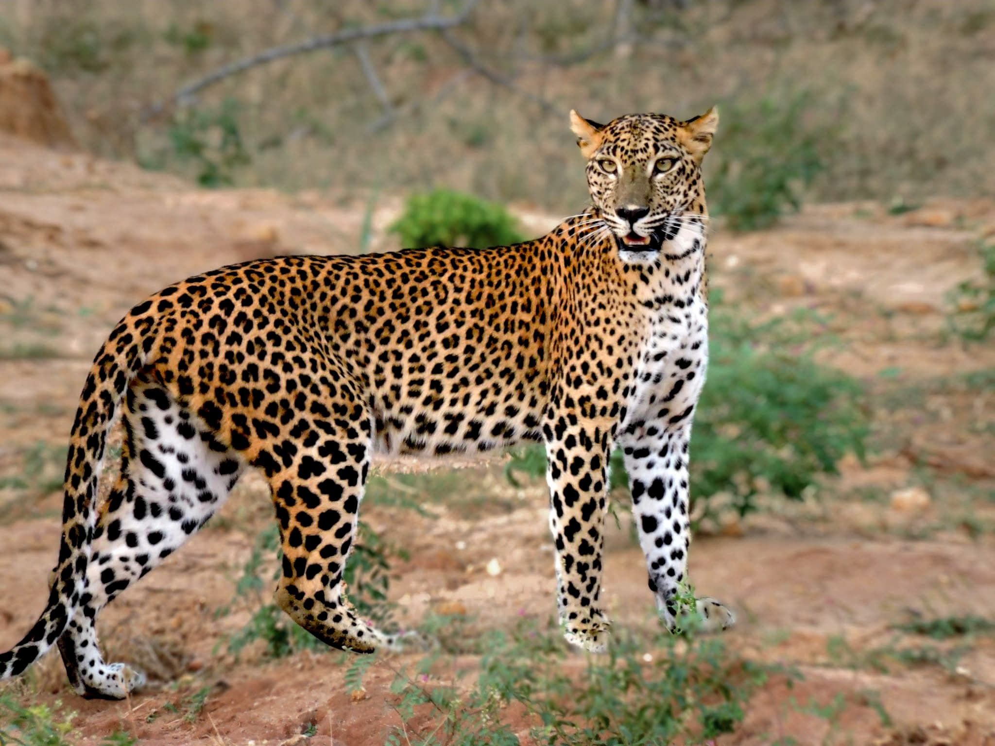 Sri Lankan leopard standing in open woodland