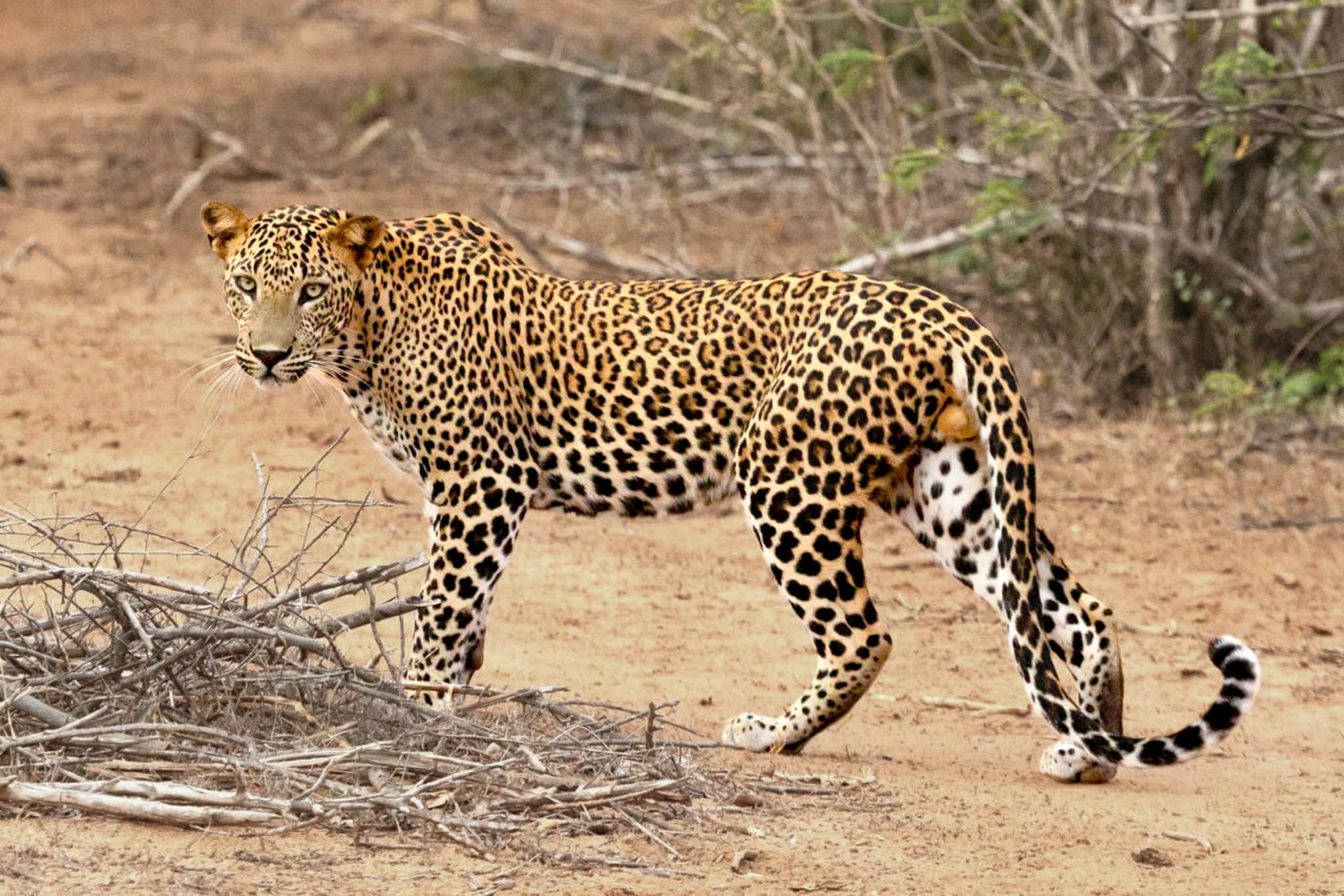 Leopard walking through Yala National Park