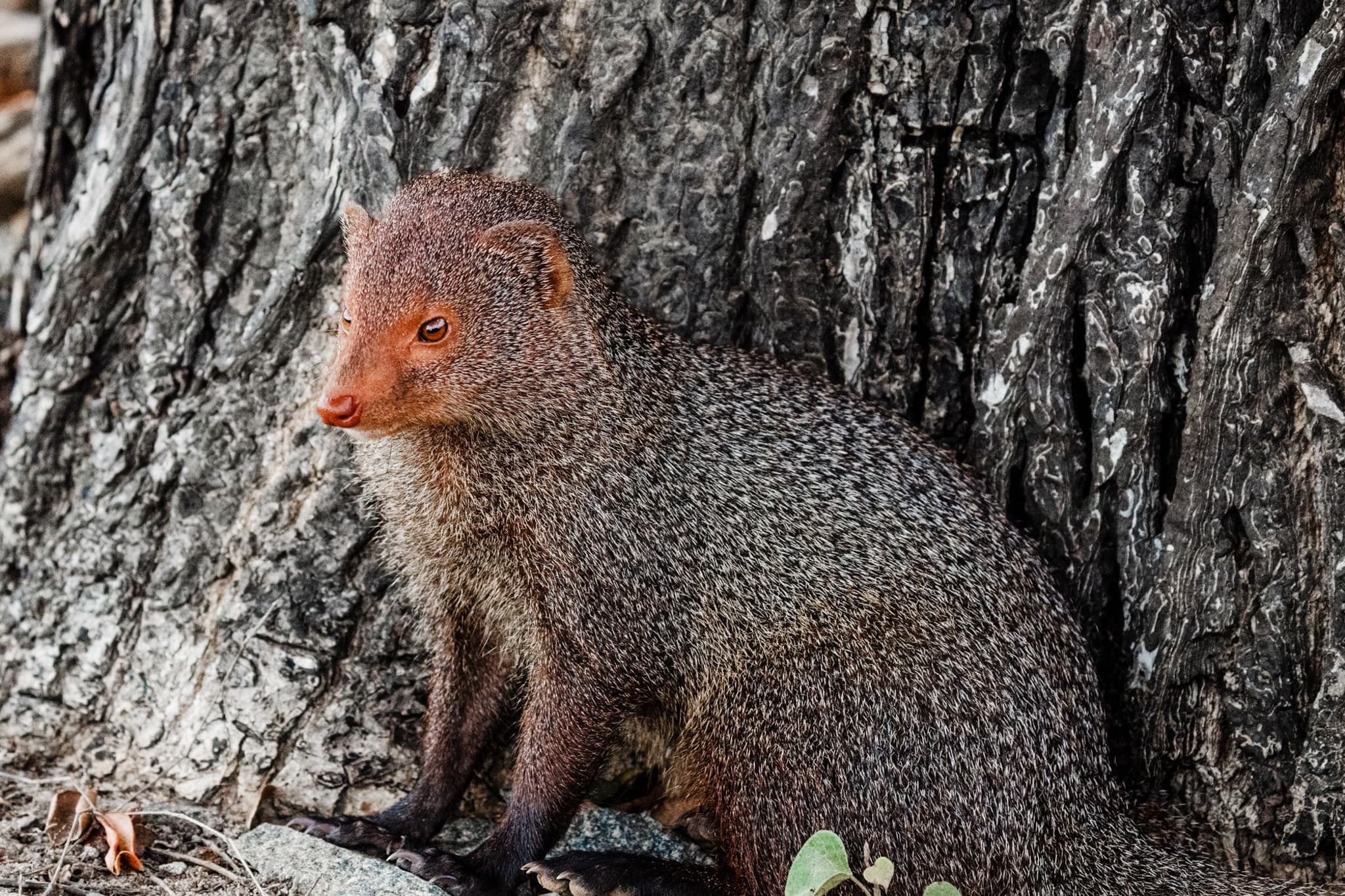 Ruddy mongoose standing against a tree trunk
