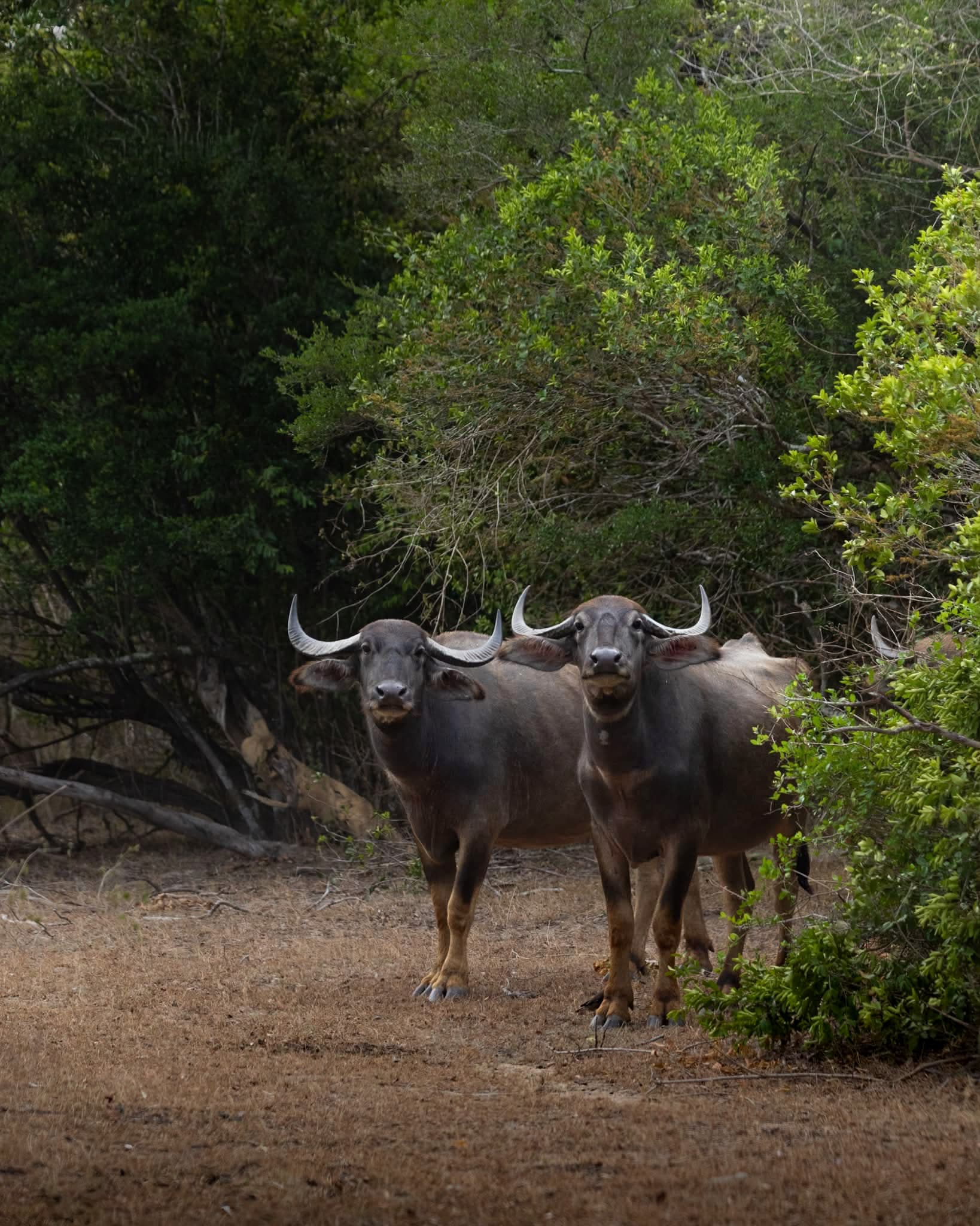 Water buffalo on a forest trail